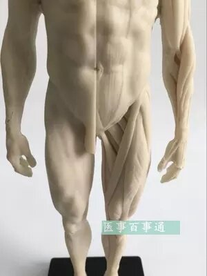 30cm medical sculpture drawing CG refers to the anatomy model of human musculoskeletal with skull structure male/female