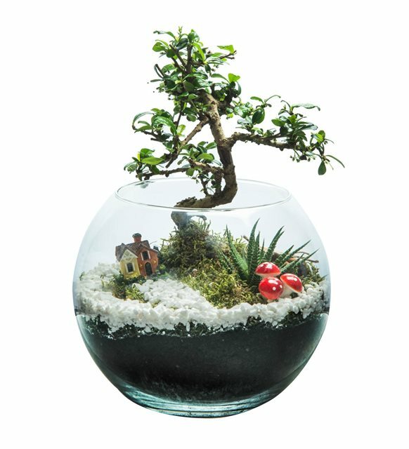 Echt Bonsai Baum Anpassen Vase Japanischen Stil Bonsai Baum Und Vase Garten Wohnkultur Bonsai Baum для кухни настоящее дерево