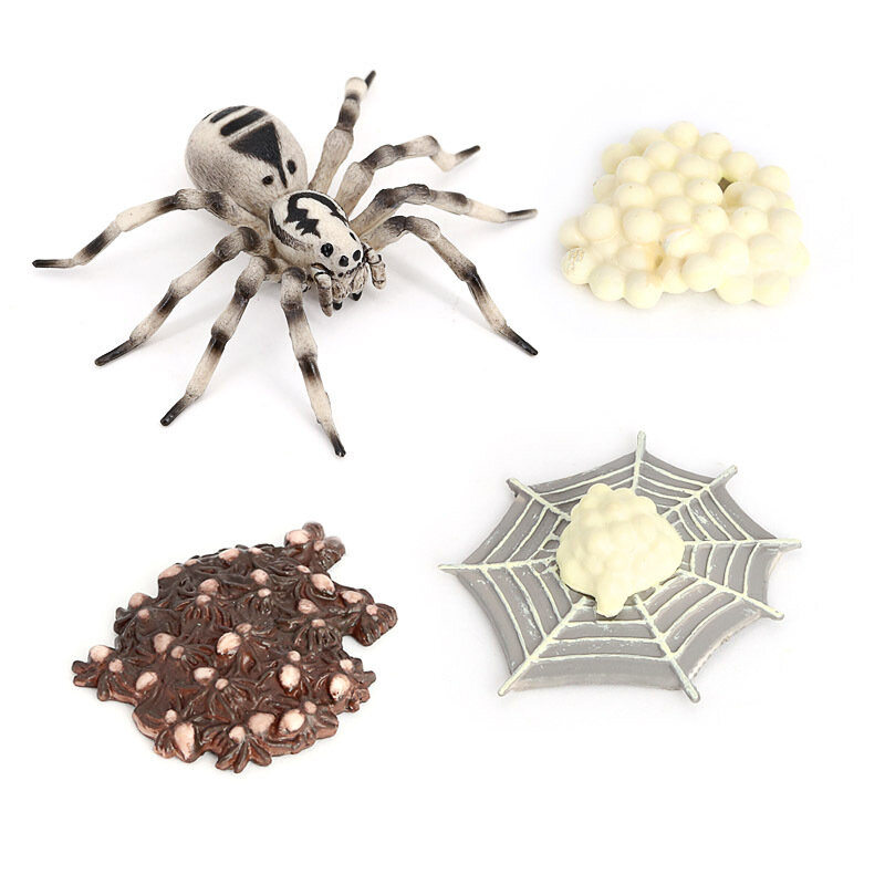 Juguete Montessori para niños, modelo de insectos simulados, juguete de enseñanza de ciencia cognitiva, Serie de oscilaciones de ciclo de crecimiento de araña de Tarantula