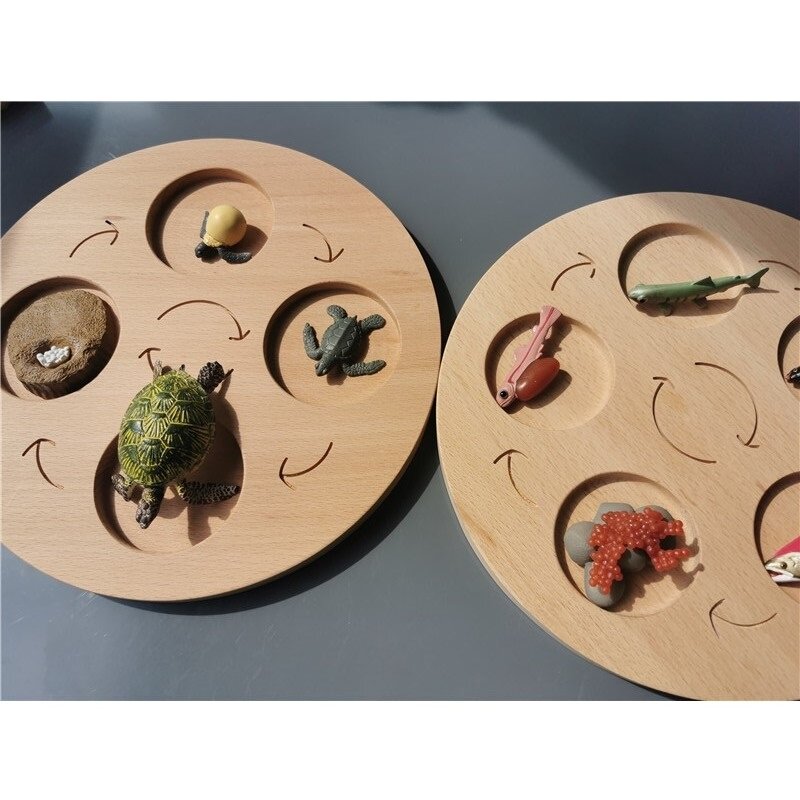 Kids Wooden Science Montessori Toys Beech Life Cycle Deduction Board ABS Simulation Plants  Animals Frog Butterfly Spider
