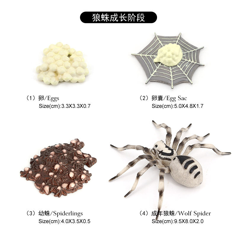 Mainan Montessori Simulasi Model Serangga Anak-anak Kognitif Ilmu Pengajaran Mainan Tarantula Laba-laba Pertumbuhan Siklus Seri Ayunan