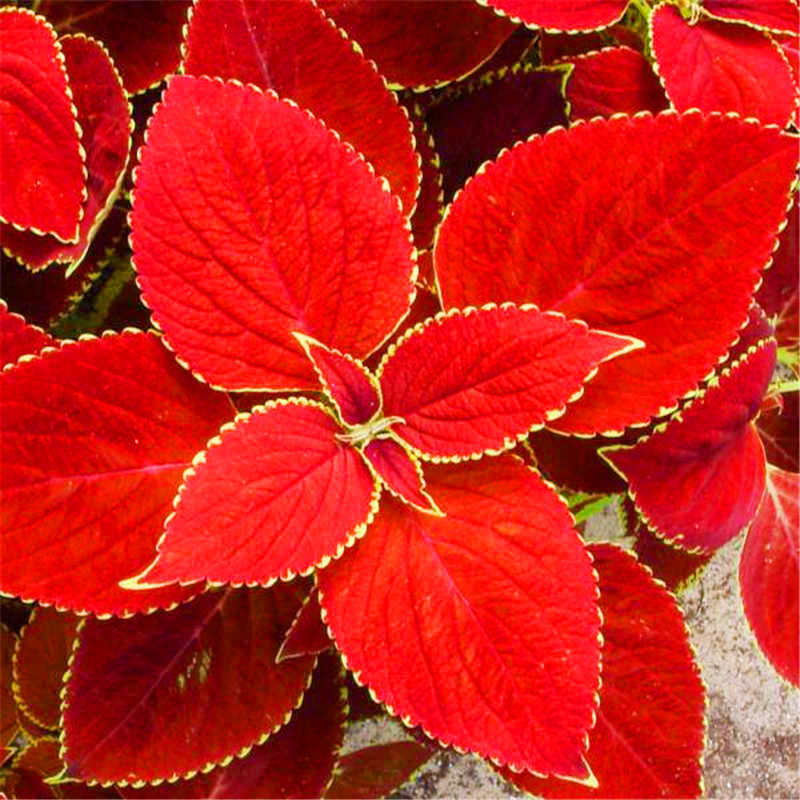 100 unids/bolsa Coleus bonsai jardín flor ornamental planta familiar jardín decoración planta en maceta colorida