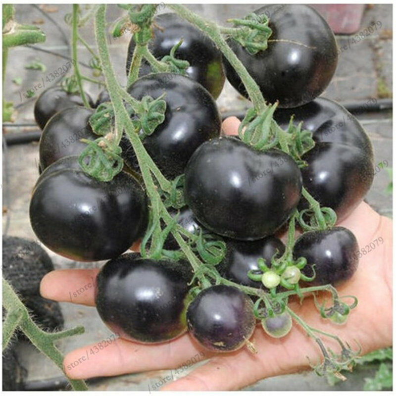 100pcs Black Pearl Tomato