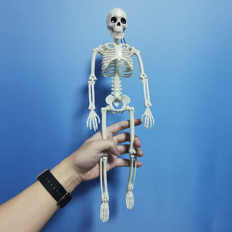 Esqueleto de anatomía skeleto modelo de personas activas, aprendizaje médico, decoración de fiesta de Halloween, Boceto artístico