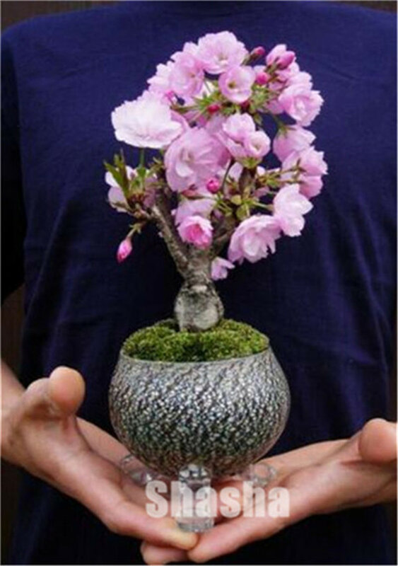 10 pçs mini sakura bonsai flor flores de cerejeira árvore como azalea flor rhododendron bonsai plantas para casa e jardim bonsai