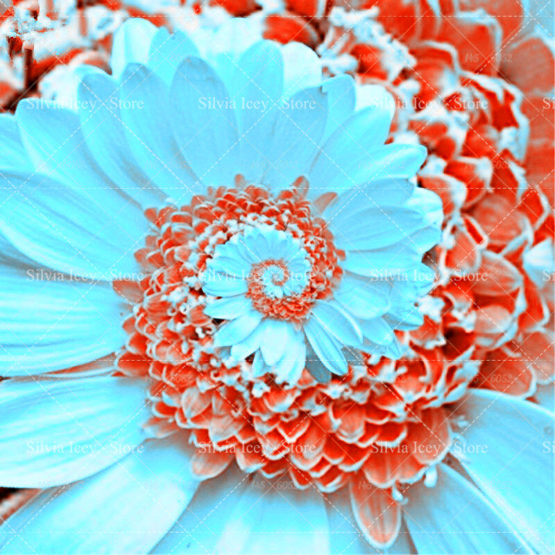 30 шт. редкая Маргаритка цветок СЕМО 22 цвета многолетний вращающийся хризантемы бонсай из цветов растения для дома сад горшках