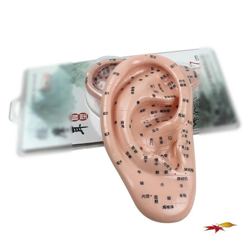 17cmの標準的な中国の耳の指圧モデル中国の鍼治療協会の医療用品