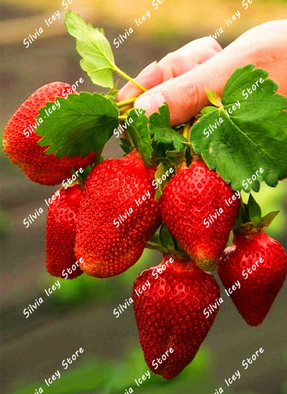 300 teile/beutel Erdbeere Anlage Riesige Erdbeere Obst Bonsai Botanische Garten Wald Blume Familie Obst Garten Topfpflanze