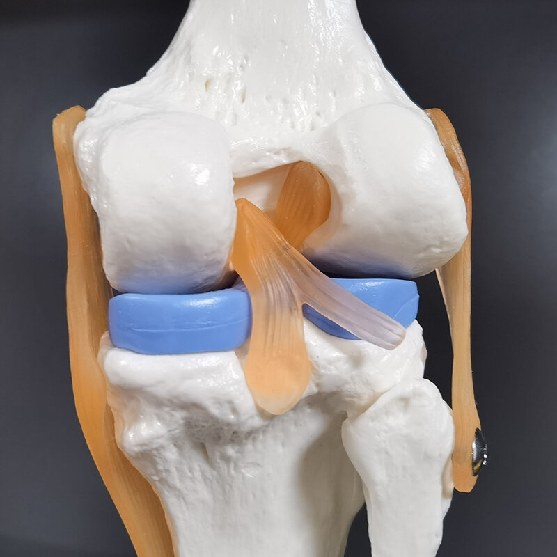 1 Stück menschliche Anatomie Skelett lebensgroße Kniegelenk anatomisches Modell mit Bändern Gelenk modell Medizin Wissenschaft Lehrmaterial