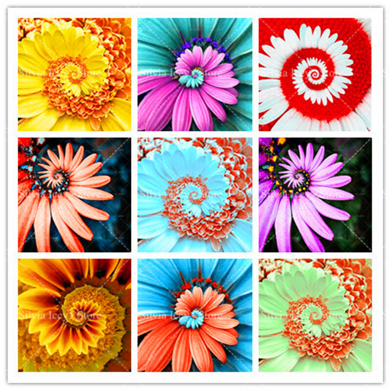 30 pièces Rare marguerite fleur Semo 22 couleurs vivace rotatif chrysanthème fleur bonsaï plantes pour la maison jardin en pot