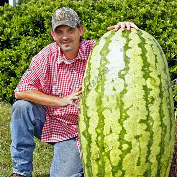 Giant Watermelon 30