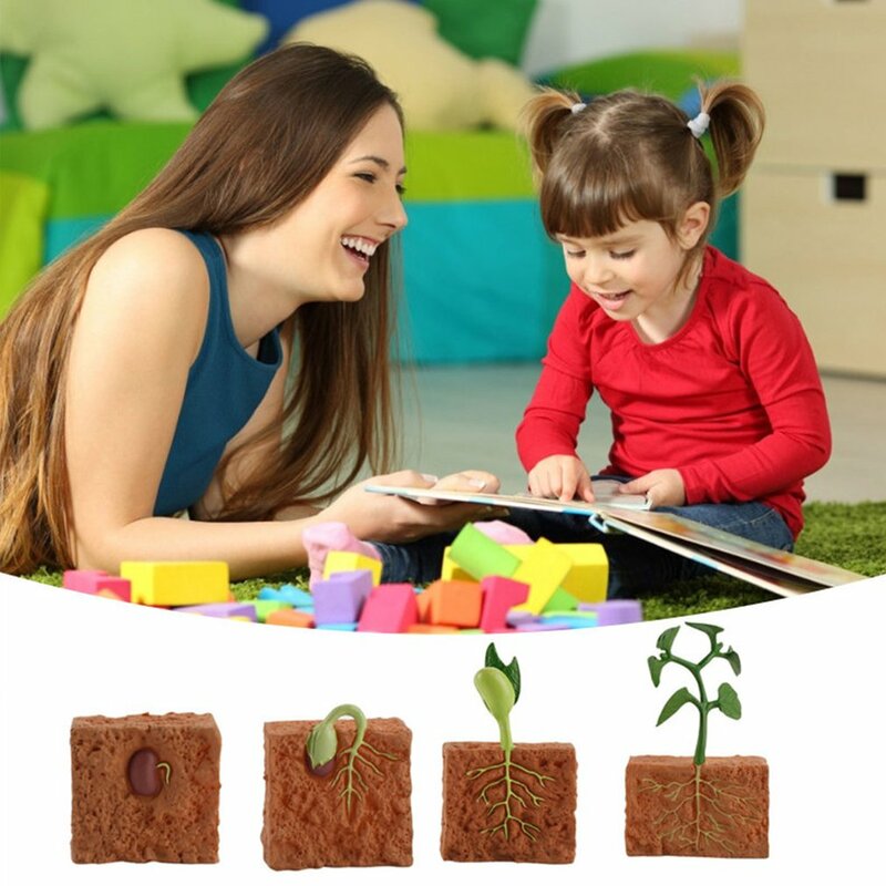 Jouets éducatifs pour enfants, Simulation du Cycle de vie de la croissance des plantes de haricots verts, Collection de figurines d'action, Science