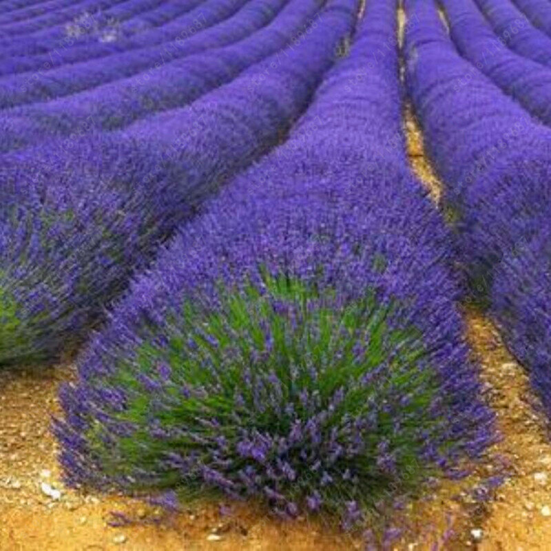 200 pçs sementes de lavanda francesa provence lavanda sementes varanda jardim vasos de sementes de flores fácil semeadura quatro estações ferramentas de jardim