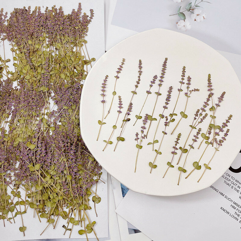 60 개 눌러진 말린 꽃 로탈라 인디시스 에폭시 수지 쥬얼리 메이크업 페이스 북마크 네일 아트 공예 diy에 대한 식물 표본 상자
