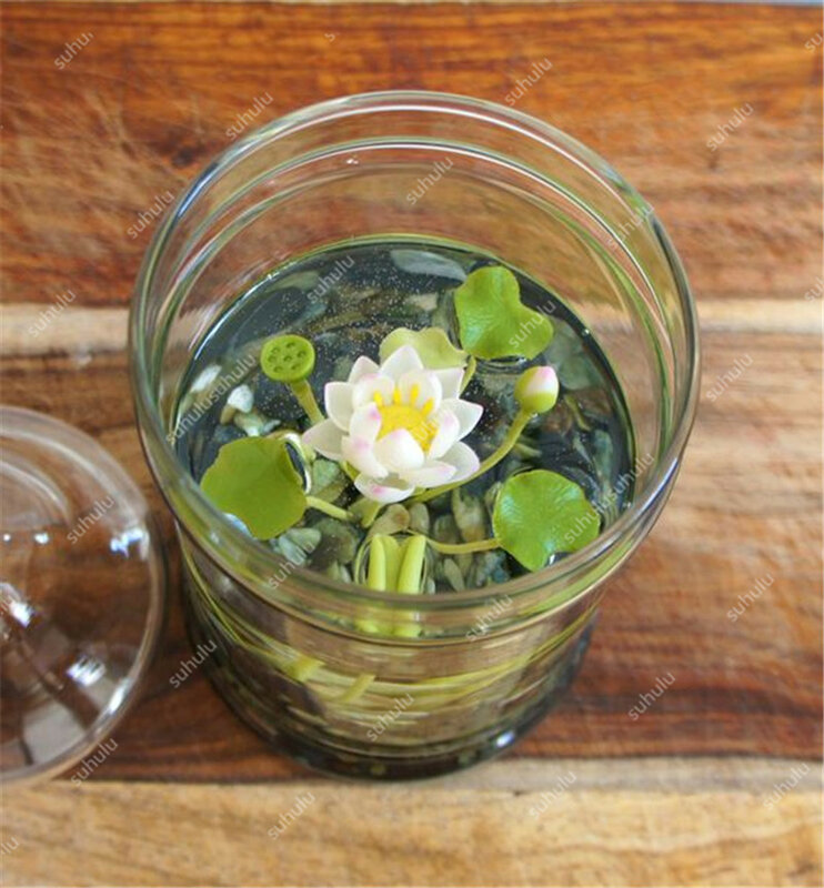 ¡Gran promoción! 5 piezas cuenco de lotus Bonsai plantas hidropónicas plantas acuáticas flores bonsái maceta Lotus agua lirio planta bonsái jardín