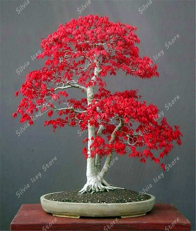 20 pçs/saco maple bonsai japão verdadeiro maple jardim flor árvore família jardim vasos plantas decorativas