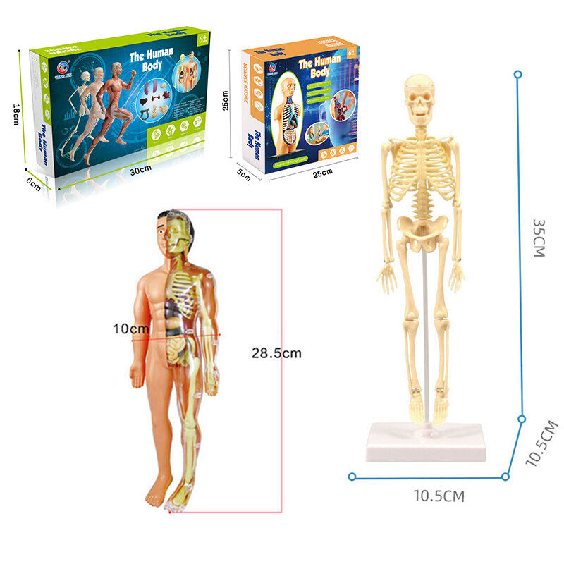 Kids STEM toy Human Skeleton Experimental Organ Motor Brain Assembly Model Human Torso Body Anatomy Model Toys Gift for Chridren