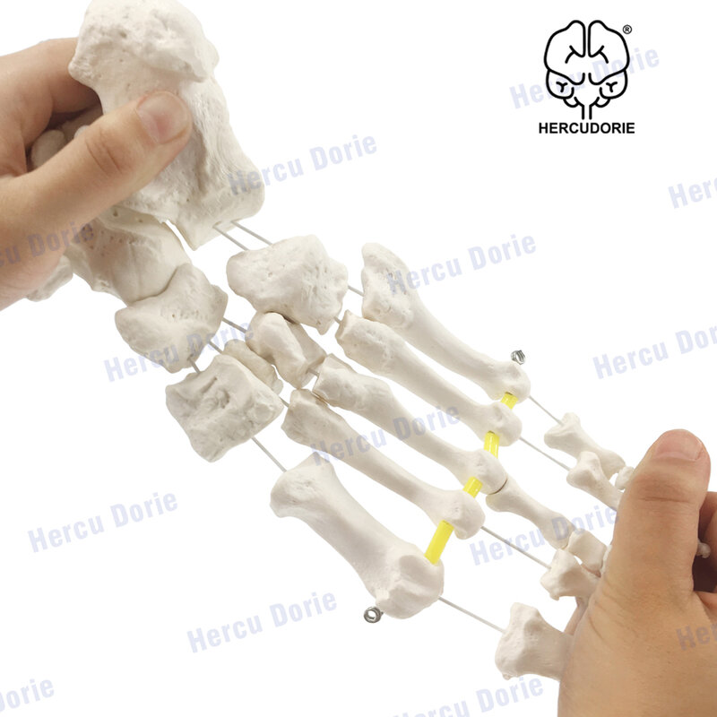 Modelo de esqueleto de pé elástico, com parte de tibia-fibula cortado com bungee elástico, fundição natural para representação precisa, pé