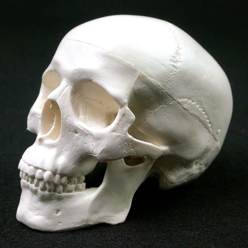 Modelo anatómico humano, Cráneo de medicina, cabeza de anatomía anatómica humana, suministros de enseñanza de anatomía, modelo de cráneo