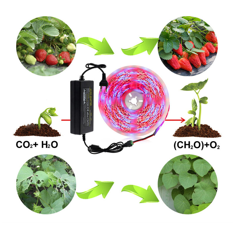 LED Grow Light DC12V croissance LED bande de lumière de croissance des plantes Set avec adaptateur et le commutateur