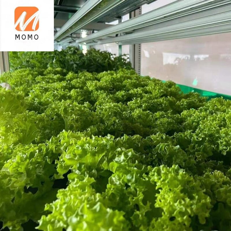 Pertanian Cerdas Tumbuh Hidroponik Sistem Pertanian Vertikal 40ft Pengiriman Kontainer Pertanian Rumah Kaca