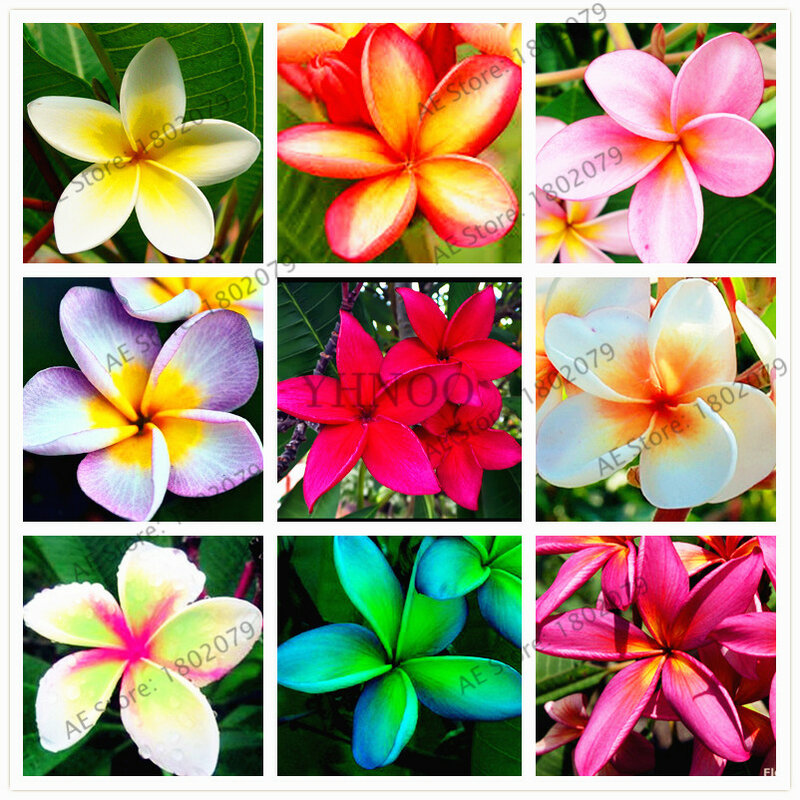20 pièces/sac couleurs mélangées frangipanier Plumeria Rubra fleurs flores, plante de bonsaï vivace pour la plantation de maison et de jardin