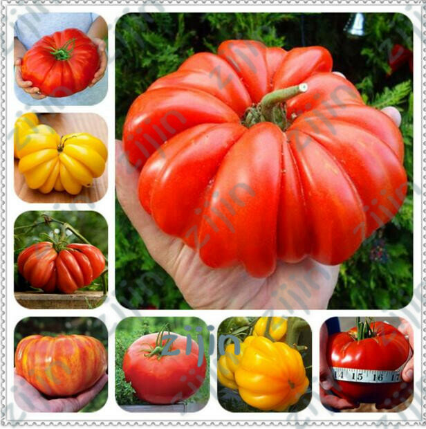 판매! 100 개/가방 자이언트 토마토 식물 유기 가보 식물 야채 다년생 비 gmo 식물 냄비 가정 정원 심기