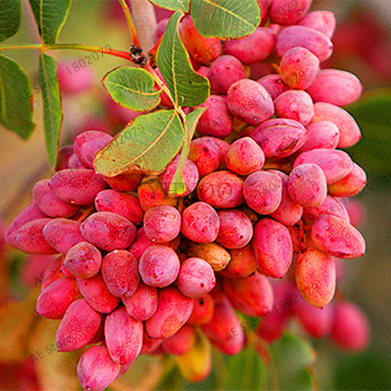 ¡Promoción! Árbol de nueces pistachos jardín raro árbol de frutas al aire libre flores planta tropical bonsai plantas delicious 5 unids/bolsa, # WFVAFA
