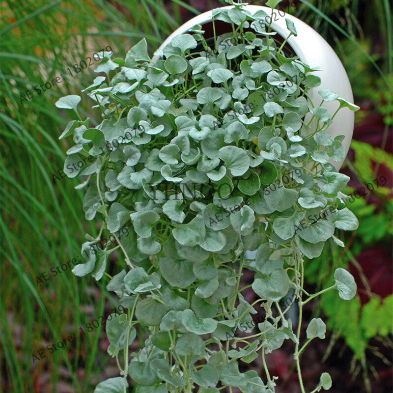100 Dichondra повторяет садовое растение дикхондра ручки-отличная заземляющая крышка Висячие декоративные садовые бонсай