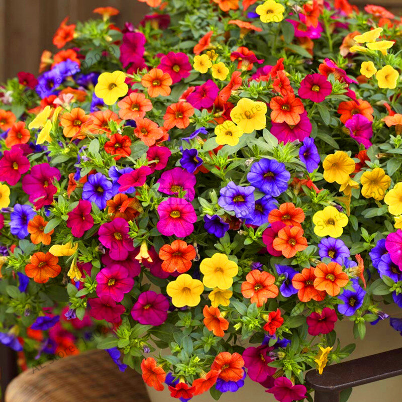 Best-seller! 200 pièces pendaison pétunia mixte flores couleur vagues belles fleurs pour plante de jardin bonsaï fleur plantas, # BJLC4O
