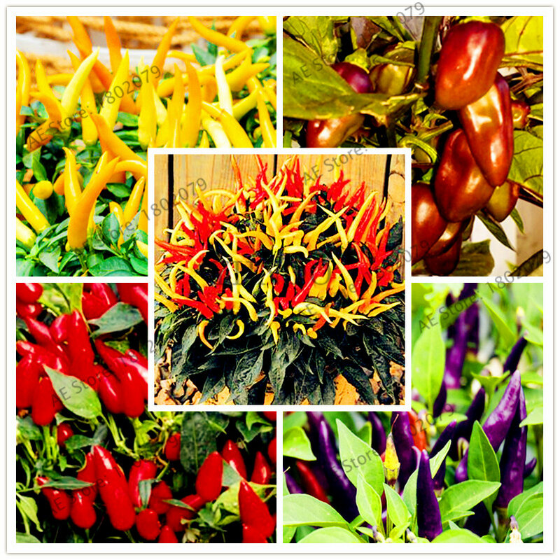 200 pçs/saco Raro Pimentão Picante Pimenta bonsai flores, plantas Ornamentais vegetal comestível, perene planta bonsai para casa & jardim