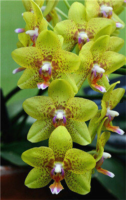 Gran venta! 100 piezas rara orquídea Cymbidium Plantas Africana orquídeas Plantas Phalaenopsis bonsai flor para casa jardín decoración