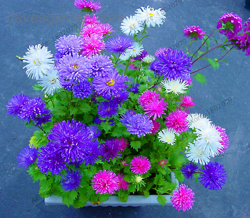 Hot Sale!200 pcs/bag Multi-color aster bonsai, Chinese chrysanthemum flower garden for home gaden plant High sprouting easy to g