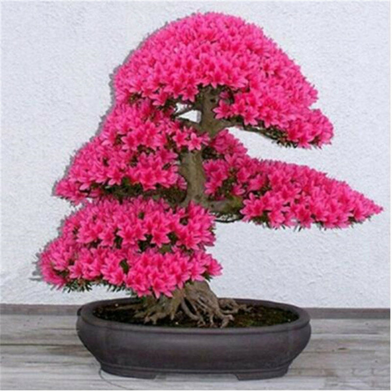 Bonsai Tree japanese sakura bonsai ,bonsai flower Cherry Blossoms for home & garden 3pcs