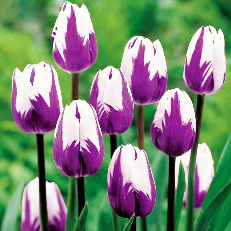 100 pièces/sac chaud arc-en-ciel tulipe bonsaï fleurs rares plantes vivaces cadeau pour la maison jardin cour embellir