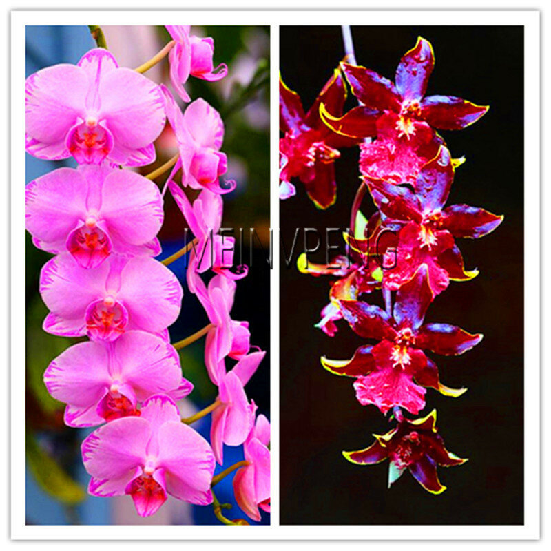 Genuine!100pcs 20 colors Rare Cymbidium orchid, African Cymbidiums Plantas,Phalaenopsis bonsai flower Flores, plant for home ga