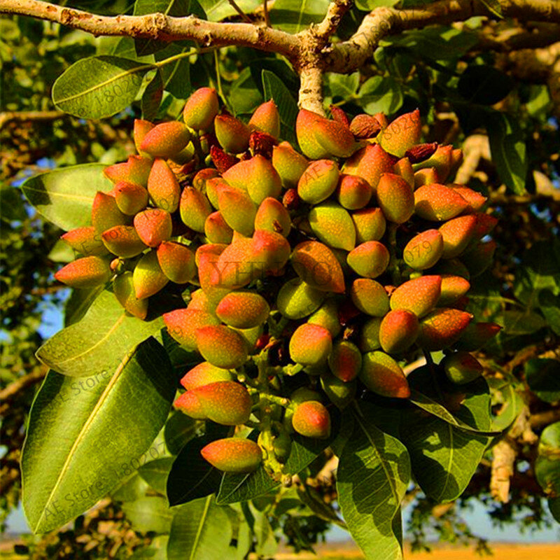 Promocja! Drzewo orzechowe pistacje ogrodowe rzadkie odkryte drzewa owocowe flores tropikalne drzewko bonsai plantas pyszne 5 sztuk/worek, # WFVAFA
