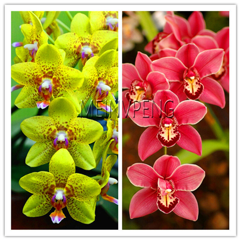 Véritable! 100 pièces 20 couleurs orchidée Cymbidium Rare, Cymbidiums Plantas africains, fleurs de bonsaï Phalaenopsis, plante pour ga maison