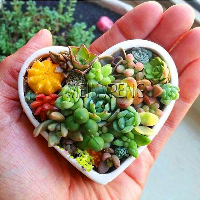 새로운 분재 2018! 100 pcs 놀라운 sempervivum 식물 혼합 미니 정원 succulents 선인장 plantas 다년생 집 거머리 라이브 forev