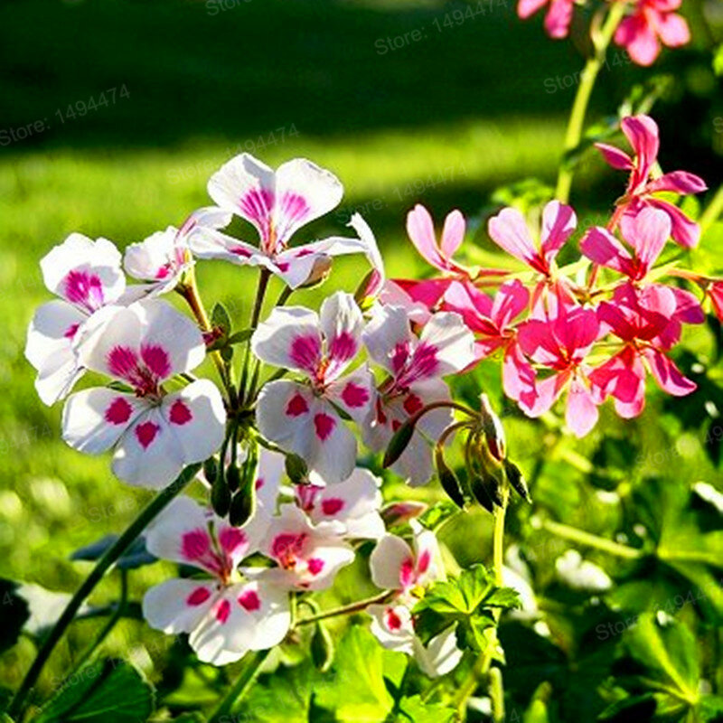100 pçs/saco cor misturada Flor de Gerânio Gerânio Plantas de flores Bonsai plantas Bonito Rainbow Flower para Casa Jardim