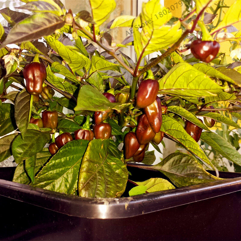 200 teile/beutel Seltene Würzigen Chili Pfeffer bonsai flores, essbare Zier gemüse plantas, mehrjährige bonsai pflanzen für haus & garten