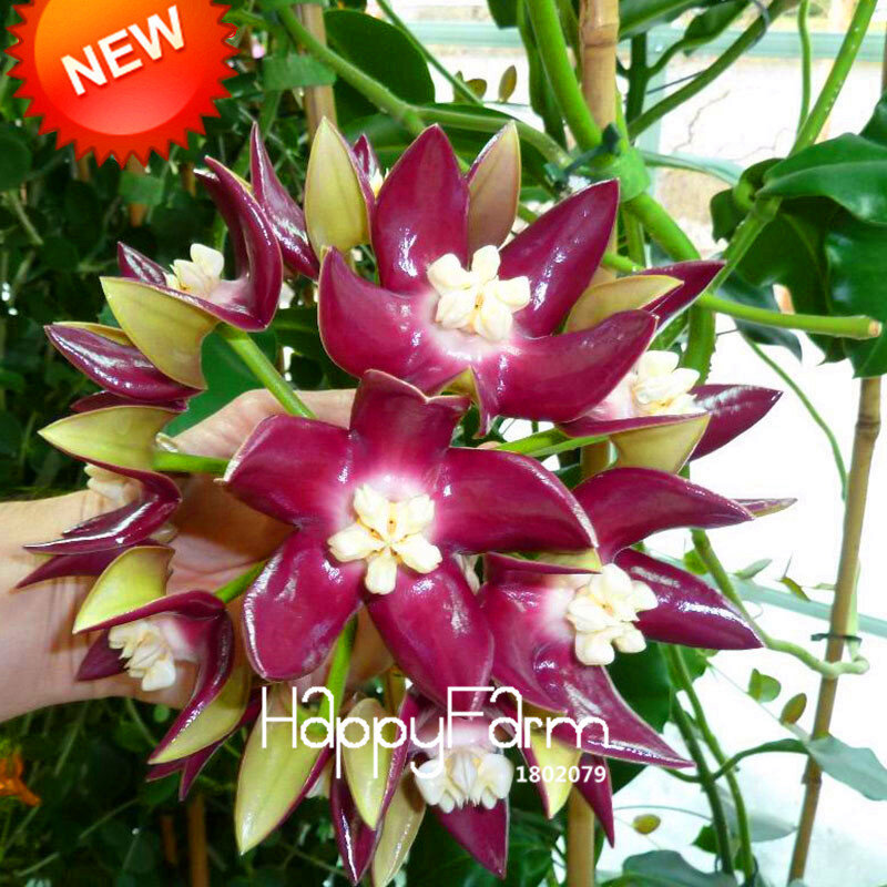Novo 2018! casa bonsai jardim raro hoya orquídea, hoya carnosa planta orquídea flor flores série 100 unidades/pacote, #17 ouof