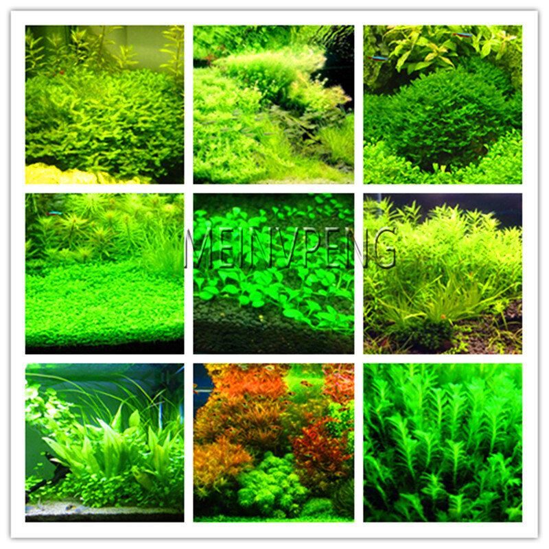 Offre spéciale! 300 pièces/sac Aquarium herbe bonsaï eau graminées aléatoire aquatique plante herbe plante intérieure embellisseur plante, # UDWNR
