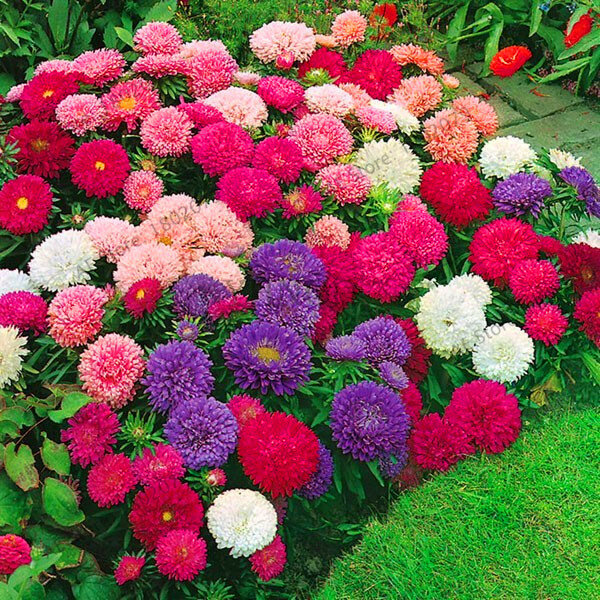 Hot Sale!200 pcs/bag Multi-color aster bonsai, Chinese chrysanthemum flower garden for home gaden plant High sprouting easy to g