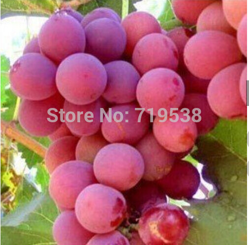Горячая продажа гигантский розовый виноград Редкие 10 шт фрукты bonsais