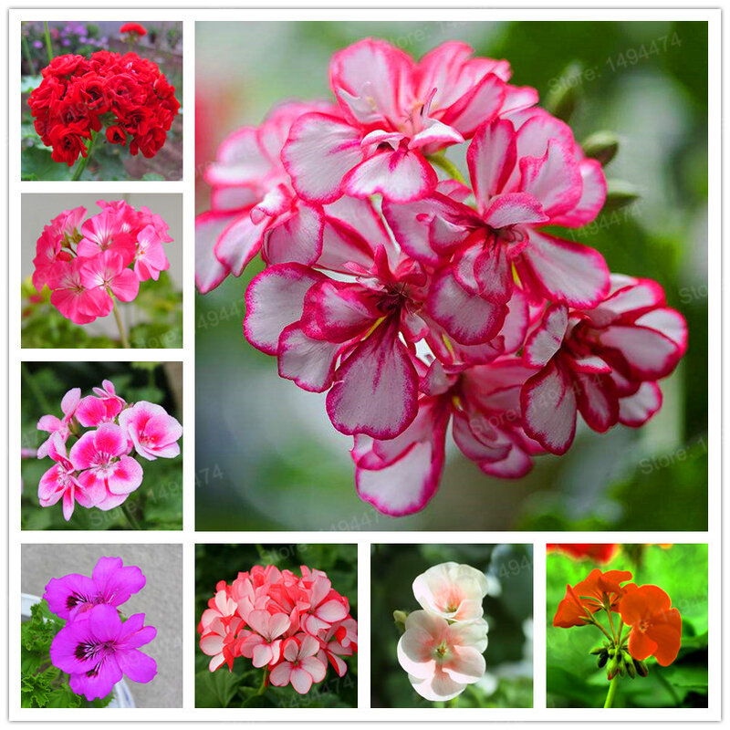 Unids/bolsa 100 colores mezclados geranio flor geranio flores Bonsai plantas hermosas flores arcoíris para el hogar jardín