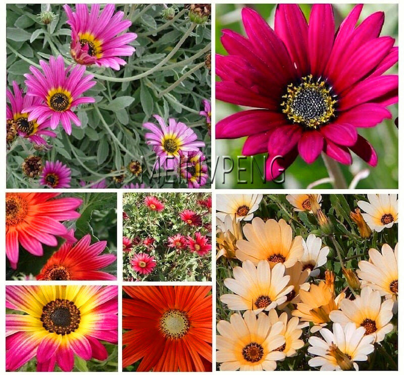 Limite de temps!! 100 pièces nouveauté fleur bonsaï Daisy Plantas, Rare chrysanthème fleur Flores en pot plante pour la maison jardin, # WBO