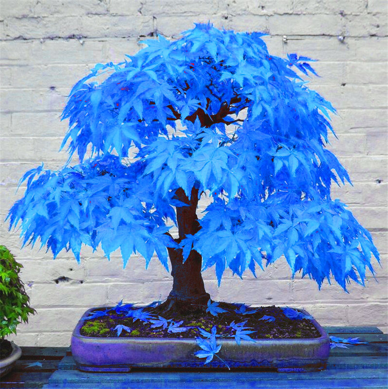 20 piezas plantas de árbol bonsái de arce azul bonsái. Plantas de balcón de arce japonés azul cielo raro para jardín doméstico