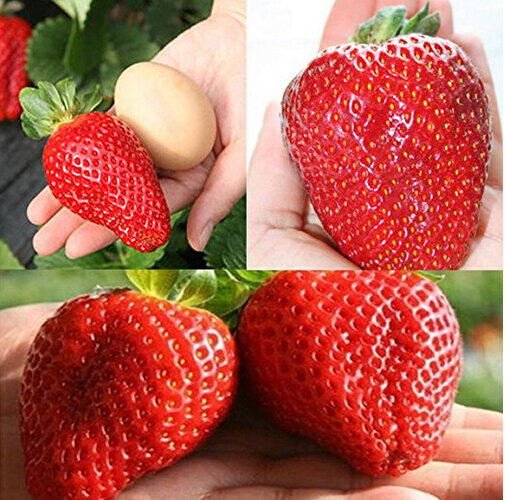 Bonsais géant de fraise du japon, jardin de bonsais organique géant de fraise rouge de 100 pièces