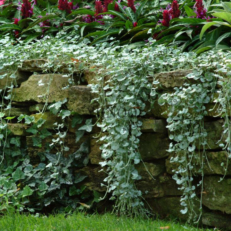 100 Dichondra repele planta de césped dichondra Repens-excelente cubierta de suelo colgante decorativo jardín bonsái